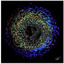 Product carousel Indicator